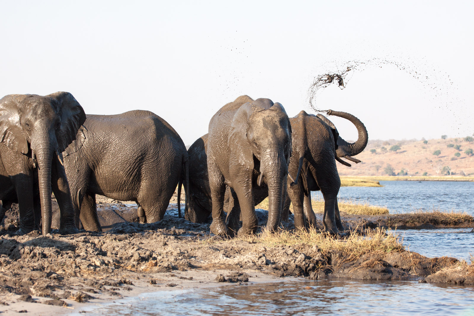 IMG 8524