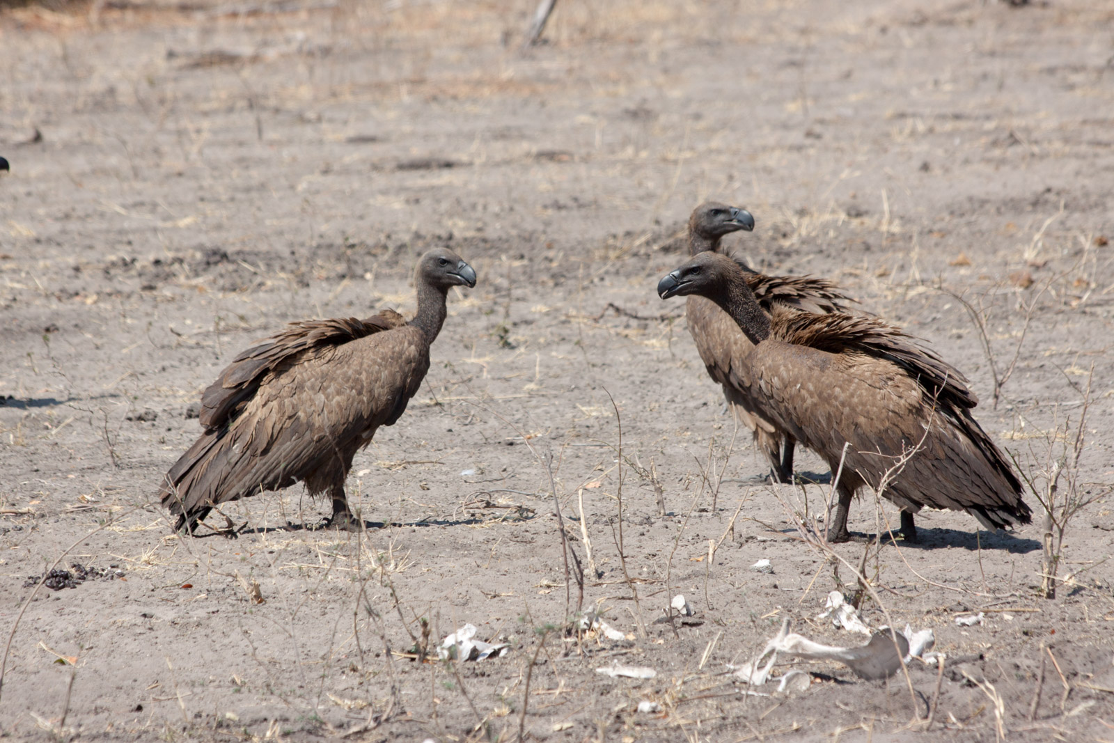 IMG 9222