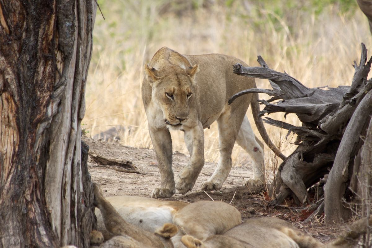 South luangwa 27