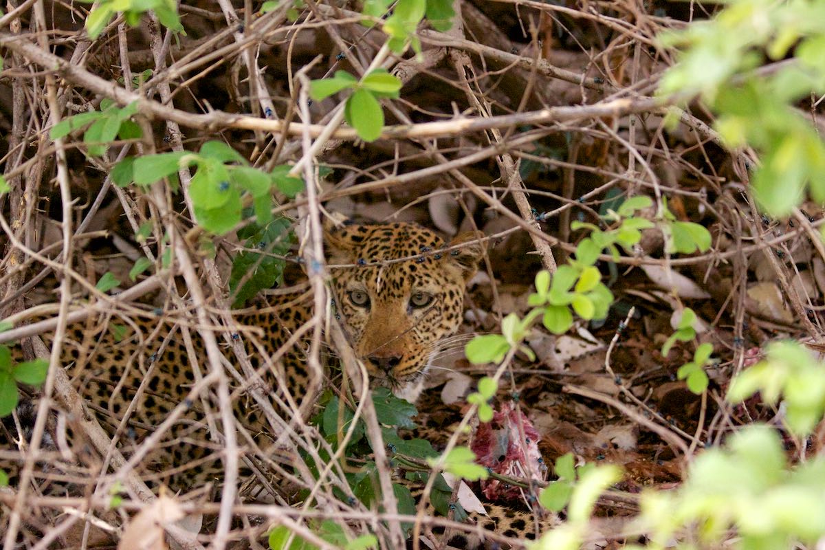 South luangwa 31