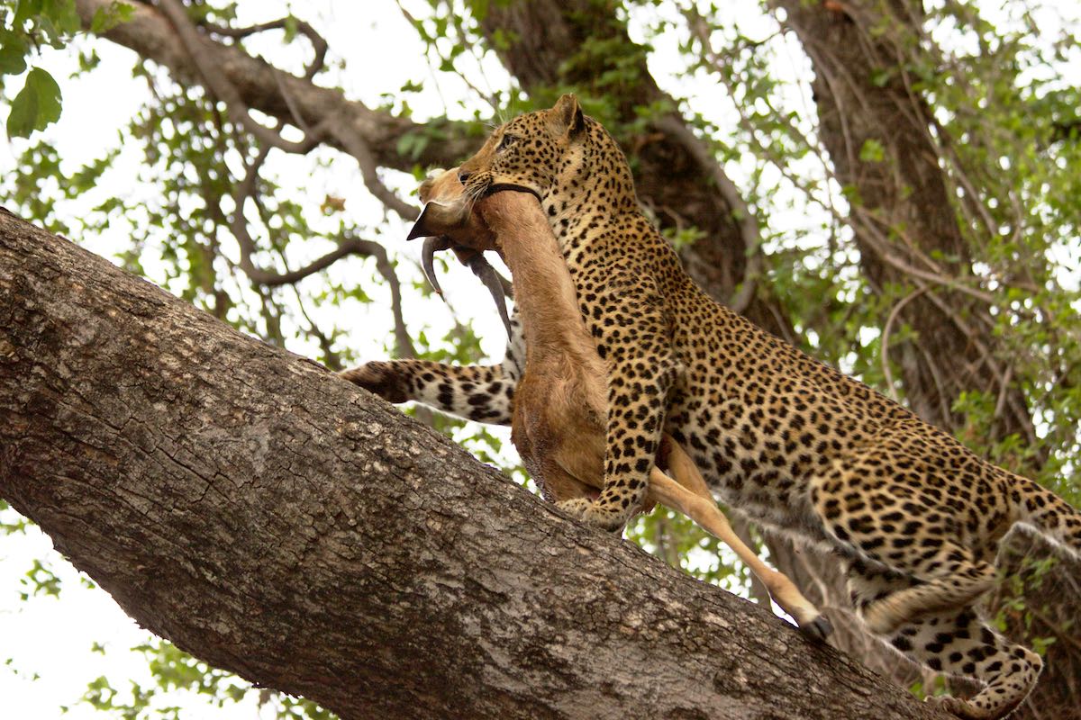 South luangwa 33