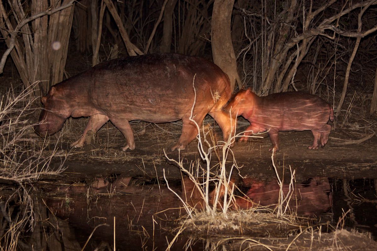 South luangwa 4