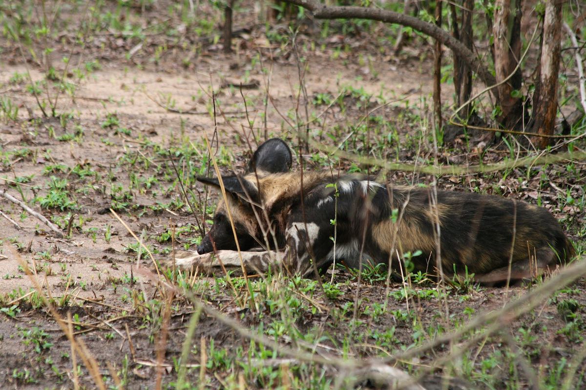 South luangwa 71